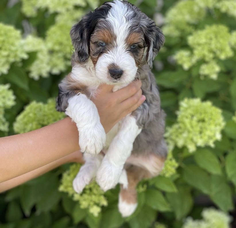 Aussiedoodle Pricing