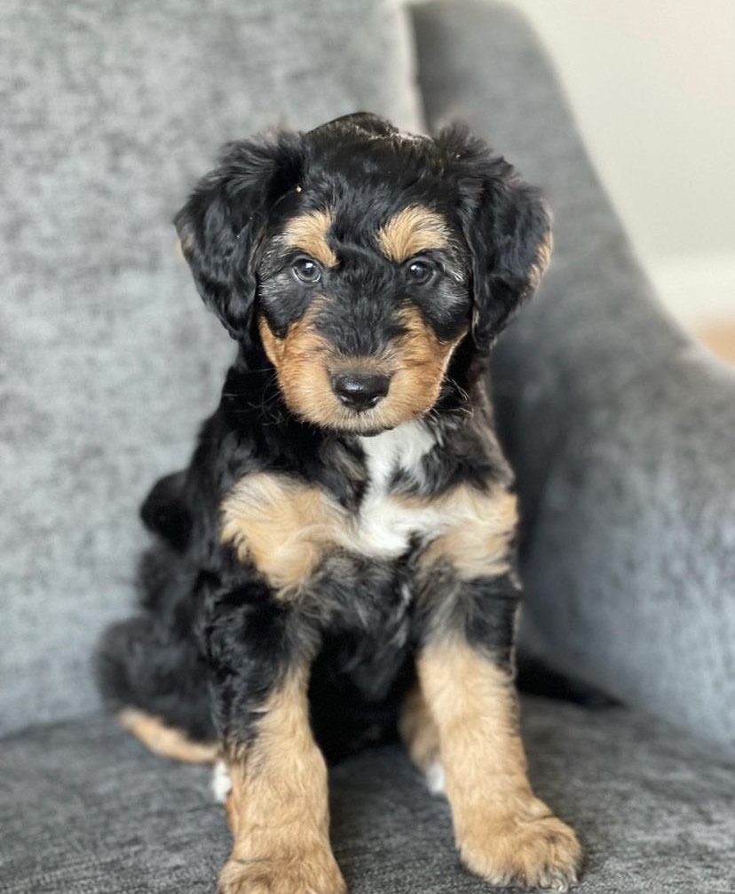 Aussiedoodle Mini