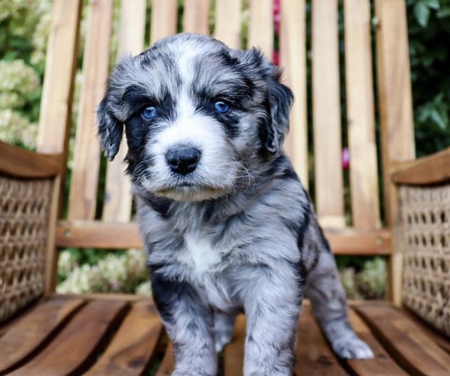 Mini Aussie Doodles