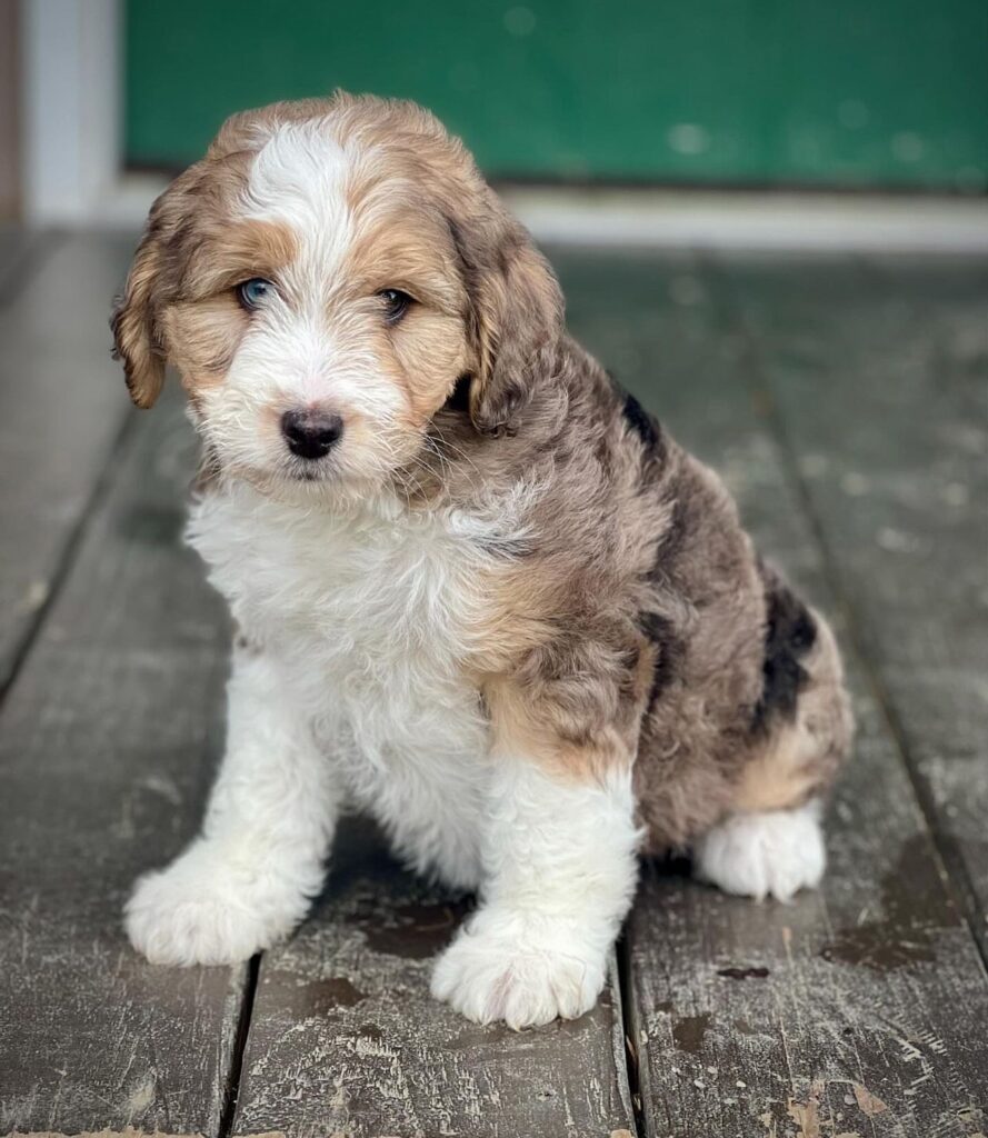 Aussiedoodle Mini Puppies