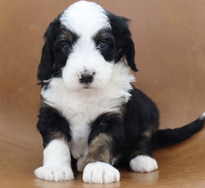 Mini Aussiedoodle Puppies