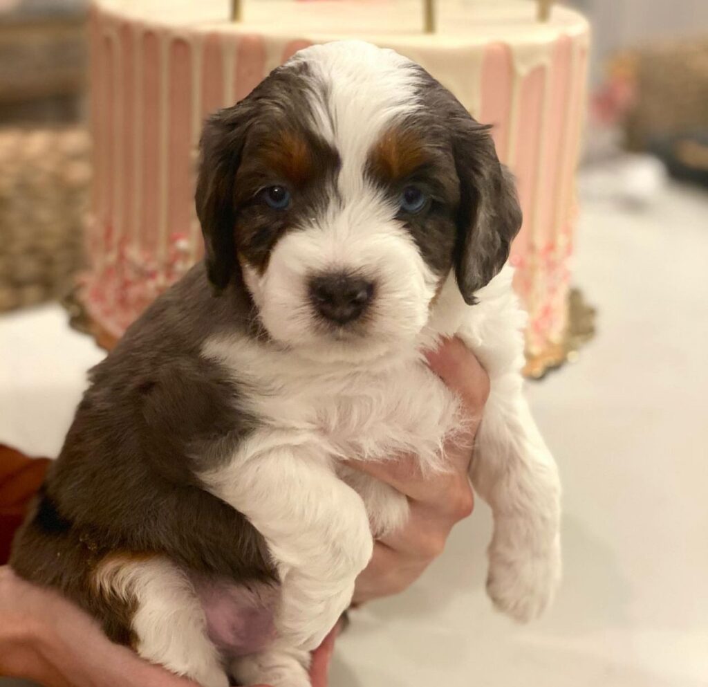 Miniature Aussiedoodle Puppies For Sale