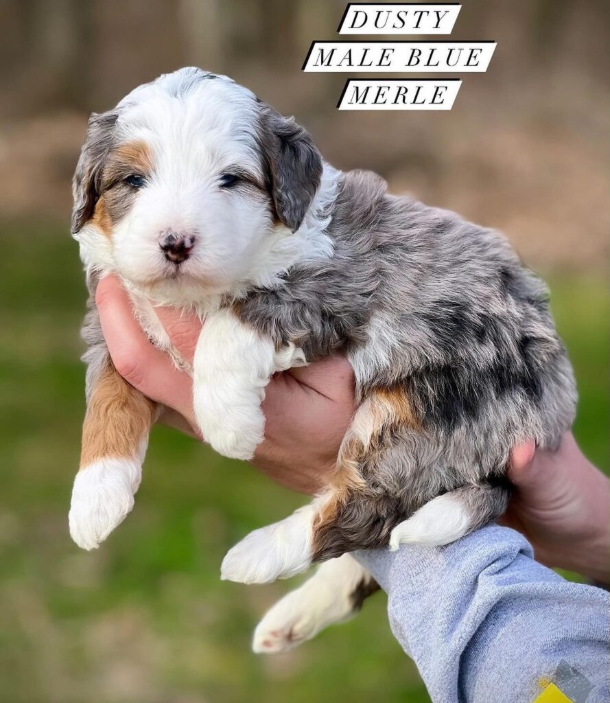 Mini Aussiedoodle Puppy For Sale