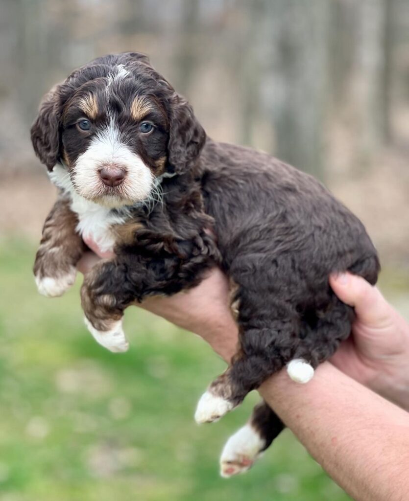 Mini Aussiedoodle Puppies For Sale