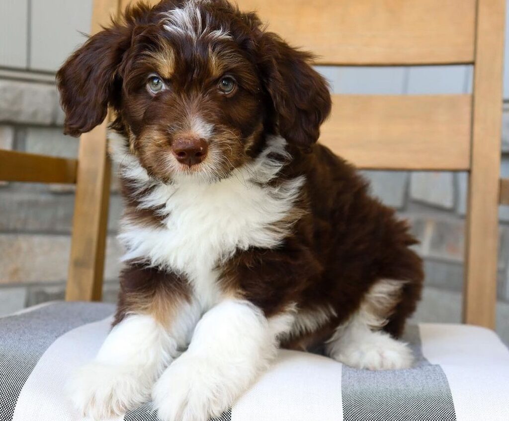 Mini Aussiedoodle For Sale Near Me