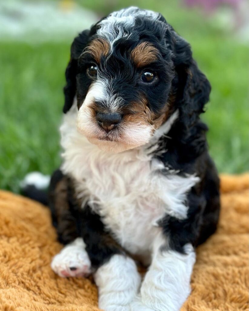 Mini Aussiedoodle Near Me