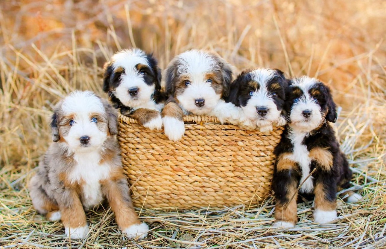 Aussiedoodle Puppies Sale